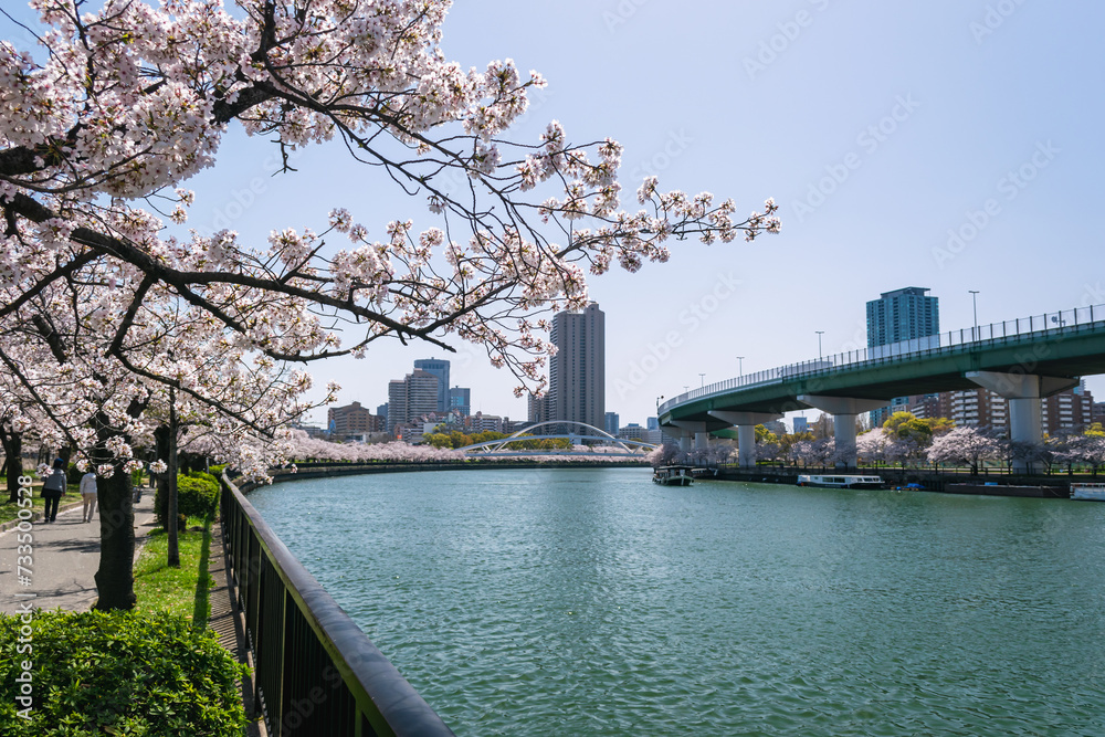 Fototapeta premium Cherry Blossom Trees along the Okawa River, Near the Hisho Bridge, Osaka City, Japan
