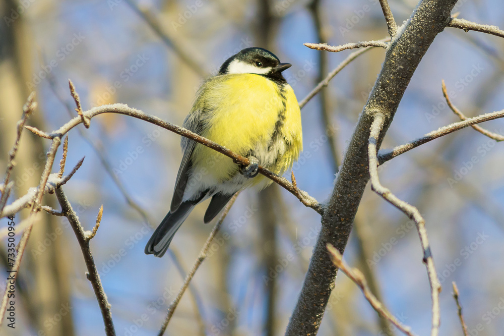 Fototapeta premium A great tit sits high on a tree branch.