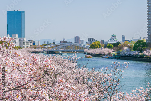 Full Bloom Cherry Blossoms along the Okawa River with Osaka Castle, Osaka City, Japan