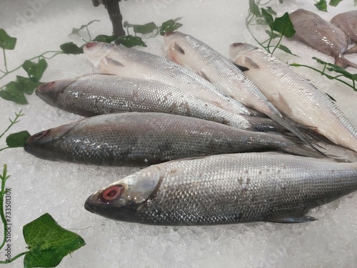 The milkfish (Chanos chanos) or Bangus is the sole living species in the family Chanidae.  Fresh milkfish isolated over on broken ice white background placed on ice sold in supermarkets. photo