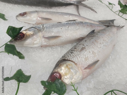 The milkfish (Chanos chanos) or Bangus is the sole living species in the family Chanidae.  Fresh milkfish isolated over on broken ice white background placed on ice sold in supermarkets. photo