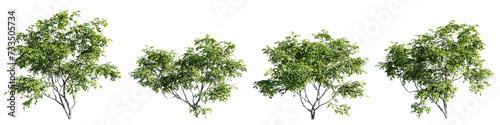 Acer ginnala isolate transparent background.3d rendering PNG photo