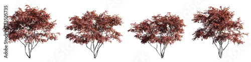 Acer ginnala isolate transparent background.3d rendering PNG