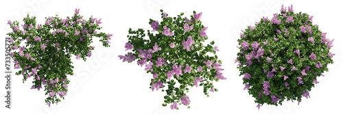 Top view jungle flower,Syringa vulgaris isolated transparent background.3d rendering PNG photo