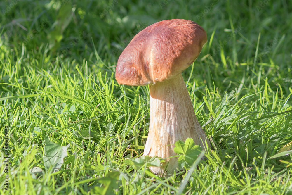 Forest edible healthy fresh porcini mushroom close-up. Forest edible healthy fresh porcini mushroom close-up.