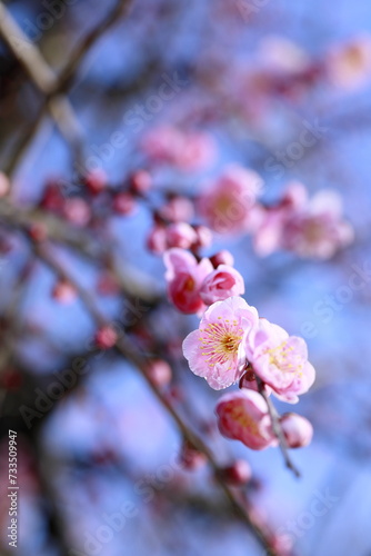 日本の春の梅