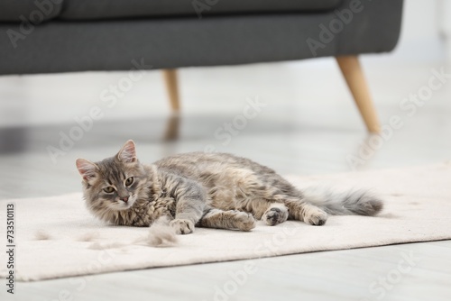 Photography Cute cat and pet hair on carpet indoors