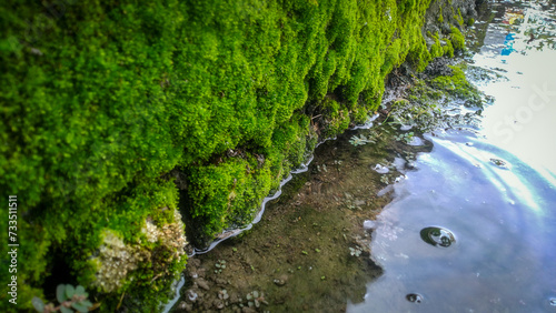 close-up of puddle with green moss on the stone