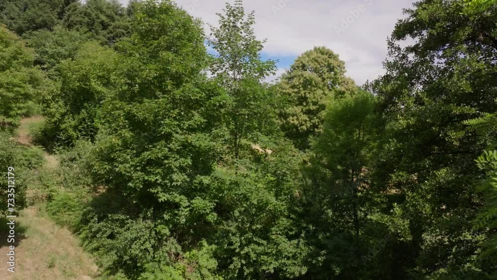 Drone ascends revealing the expansive canopy of a dense forest from above Drone ascends revealing the expansive canopy of a dense forest from above