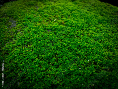 A close up bryophytes moss for background purpose