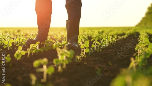 agriculture farmer feet walking along green sprouts sunset, farming concept, fertile soil soybean business, green sprouts sunset farm, agronomist farmer engineer rubber boots, agricultural business photo