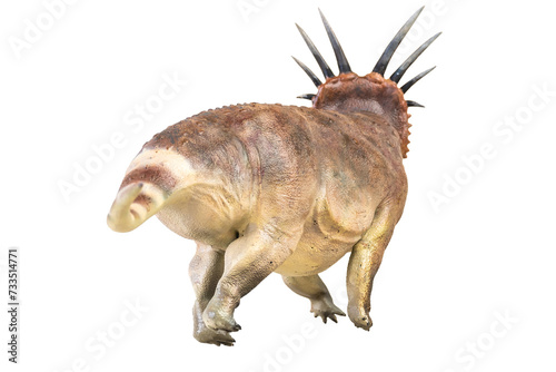 Styracosaurus dinosaur on isolated background