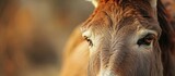 Stunning Portrait of a Domesticated Donkey (Equus, asinus): A Glimpse into the Majesty of Equus asinus - Portrait, Domesticated, Donkey