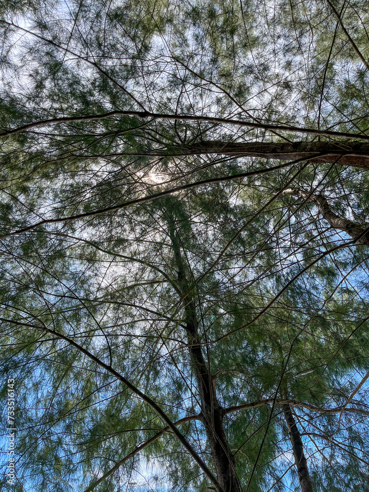 Fototapeta premium trees in the forest