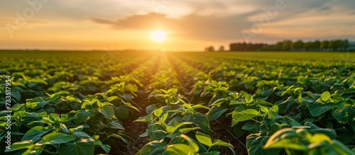 Sunset view of a thriving soybean plantation in the countryside. photo