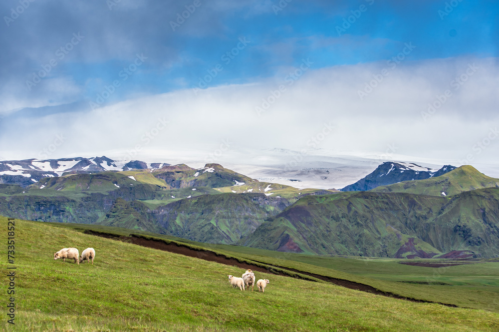 Discovering Iceland's Open Range Sheep