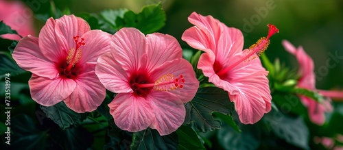 Vibrant Pink Hawaiian Hibiscus Blossoms: A Perfect Tropical Delight with Pink, Hawaiian, and Hibiscus All in One Stunning Image