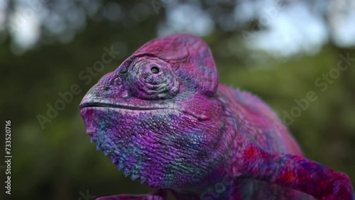 Close up of a chameleon changing colors. 3D animation. photo