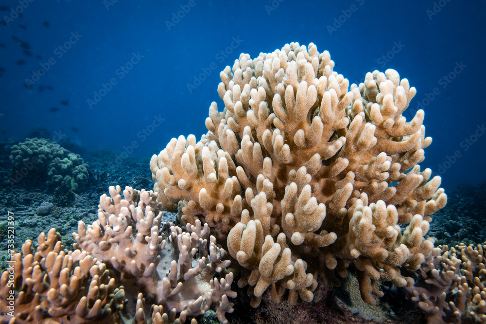 Fototapeta premium Colorful soft corals on coral reef in the Pacific Ocean
