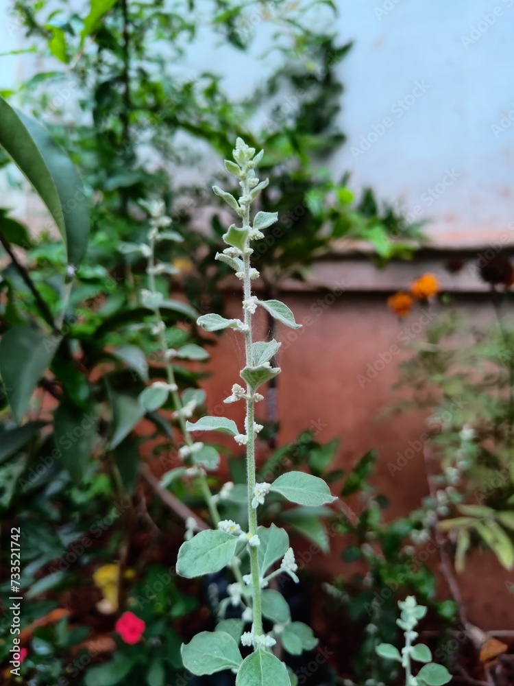 Green plant in the garden Green plant in the garden