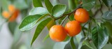 Image of a branch with ripe tangerines and leaves from a Mandarin orange tree.