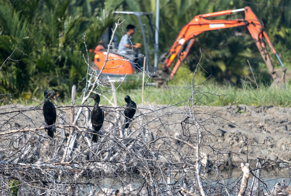 A flock of cormorants sits in a swamp on the edge of an industrial zone A flock of cormorants sits in a swamp on the edge of an industrial zone