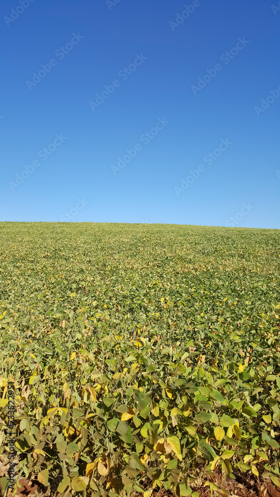Plantação de soja com folhas verdes e amareladas, e céu azul sem nuvens. Plantação de soja com folhas verdes e amareladas, e céu azul sem nuvens.