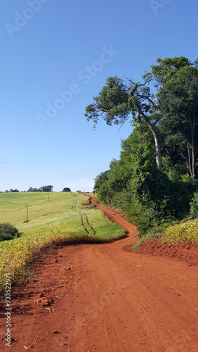 Estrada rural de terra vermelha com plantação de soja a esquerda e floresta na margem direita. photo