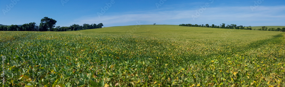 Panorama de paisagem com plantação de soja, e céu azul.