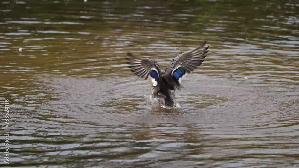 Un canard agite ses ailes et l'eau pour faire sa toilette dans la rivière