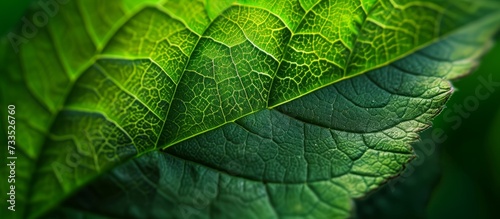 Stunning Macro Shot of Green Leaf in Exquisite Detail