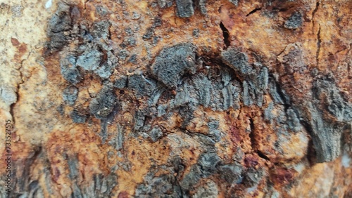 bark of a tree