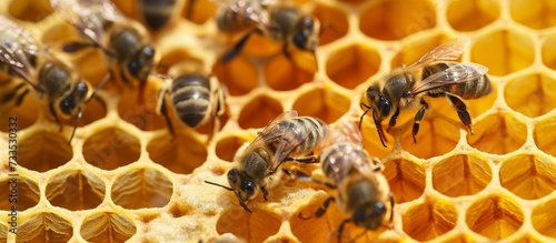 Declining hives and few surviving bees due to Colony collapse disorder and other diseases.