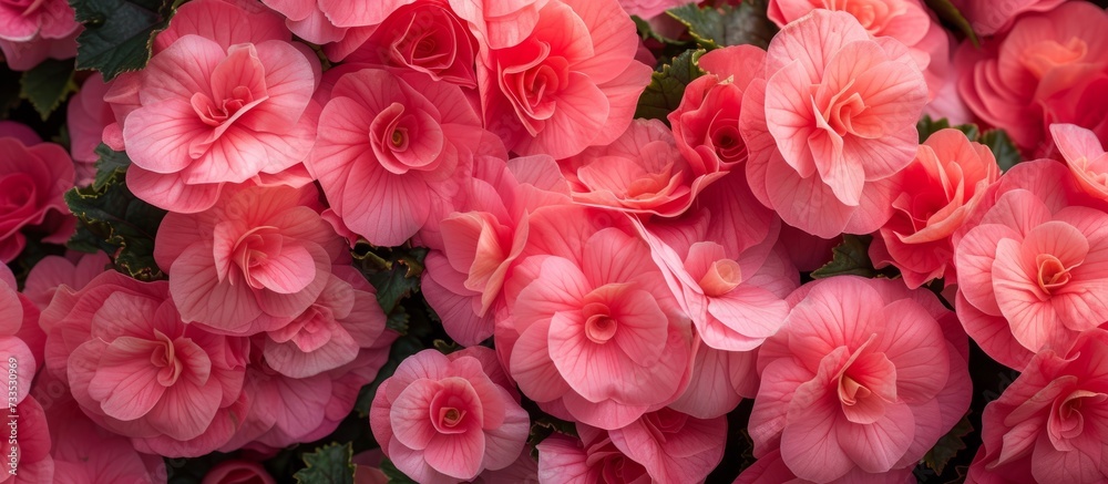 Vibrant Pink Begonias: Naturally Blossoming Flowers in a Stunning Display of Pink, Pink, and More Pink Vibrant Pink Begonias: Naturally Blossoming Flowers in a Stunning Display of Pink, Pink, and More Pink