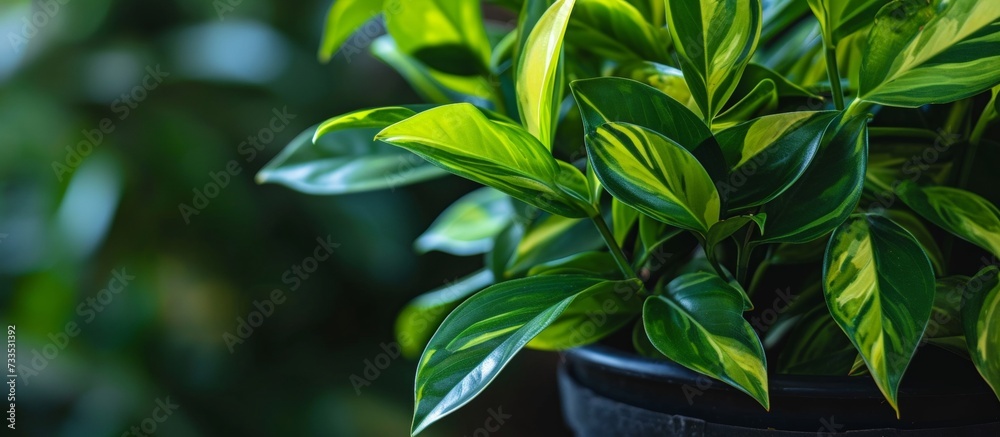 Fresh green leaves of a decorative plant are seen up close in a black plastic pot. Fresh green leaves of a decorative plant are seen up close in a black plastic pot.