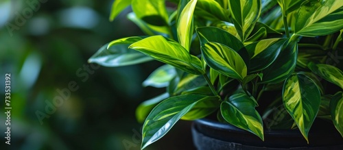 Fresh green leaves of a decorative plant are seen up close in a black plastic pot.
