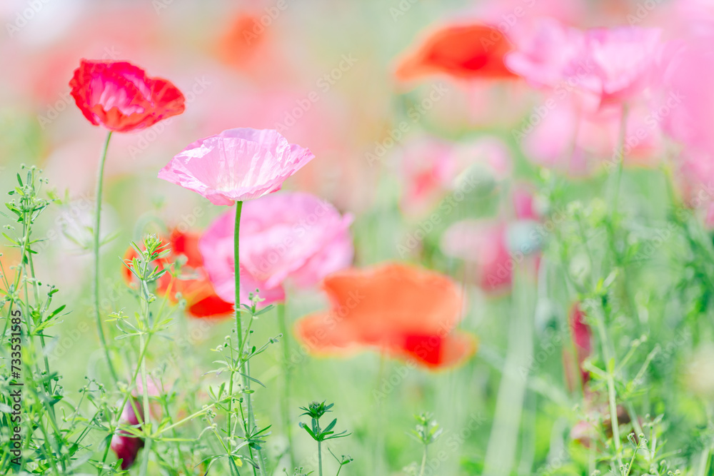 Fototapeta premium ピンクと赤のポピーのクローズアップ