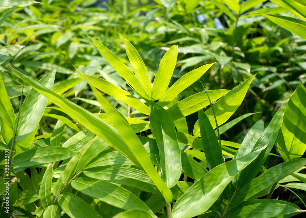 Obraz premium Young bamboo plant, Bambusa sp., in the nursery for natural background