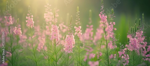 Pink flowers of Fumaria officinalis in a green field, with similar species, in soft focus.