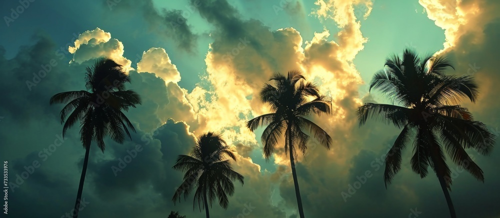 Coconut trees' silhouettes against dramatic clouds