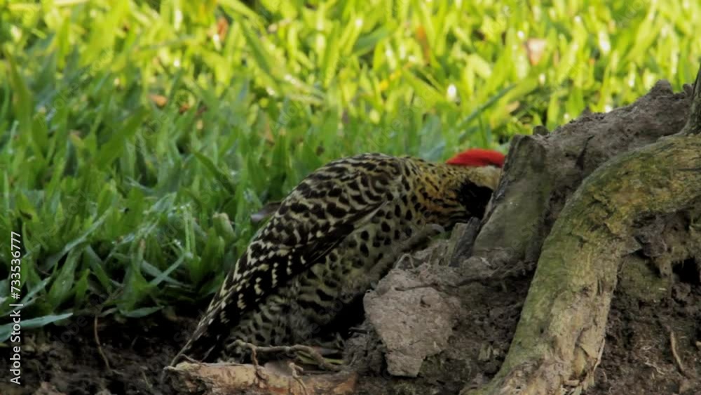 Little woodpecker looking for food on a root