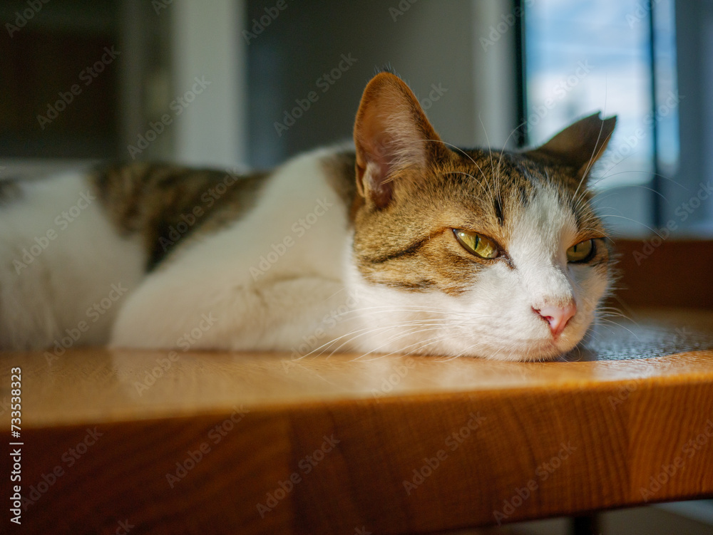 sleepy cat on the table