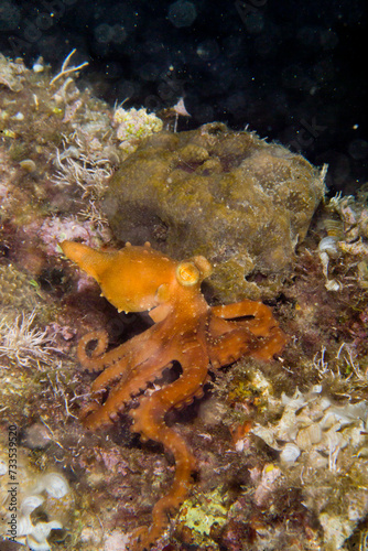 Polpessa (Octopus macropus. AMP Capo Caccia, Alghero, Sardegna. Italia