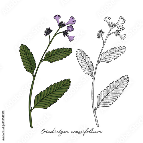 vector drawing thickleaf yerba santa flower, Eriodictyon crassifolium , hand drawn illustration photo