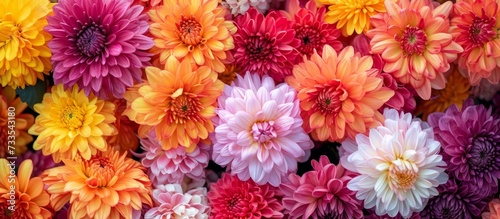 Stunningly Beautiful Chrysanthemum Flowers Bloom in a Beautiful Tapestry of Colors