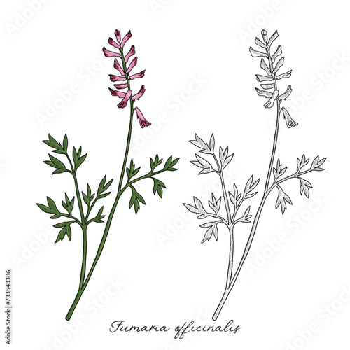 vector drawing fumitory flower, Fumaria officinalis, hand drawn illustration photo