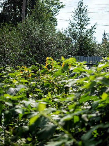 Fototapeta Naklejka Na Ścianę i Meble -  sunflowers ripen in the garden