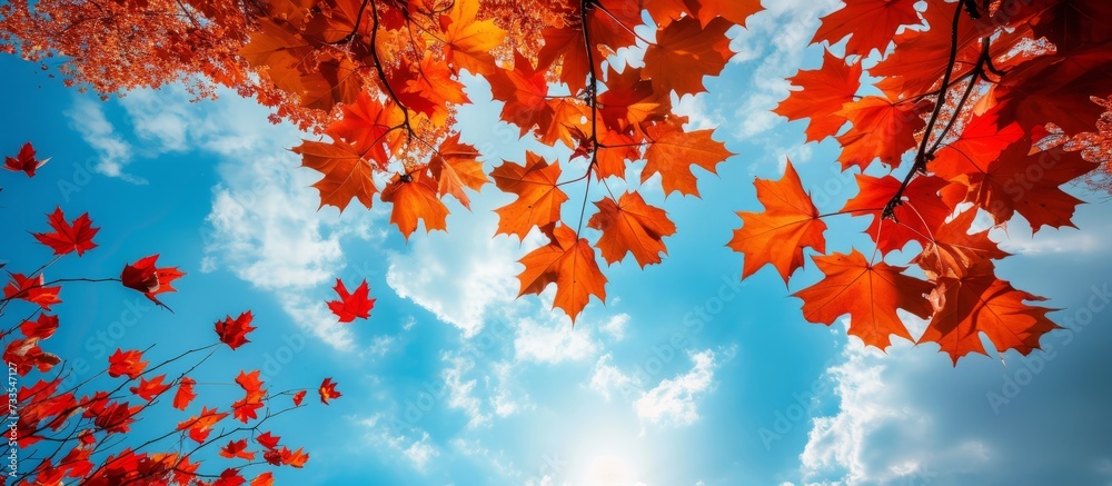 Vibrant Red and Blue Sky over Majestic Maple Leaves - A Stunning Red and Blue Sky Background Enhancing the Beauty of Maple Trees Vibrant Red and Blue Sky over Majestic Maple Leaves - A Stunning Red and Blue Sky Background Enhancing the Beauty of Maple Trees