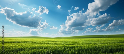 Vibrant Green Field  Tranquil Blue Sky  and Soft Light Casting Gentle Shadows on Fluffy Clouds Over a Serene Green Field  Blue Sky  and Gentle Light