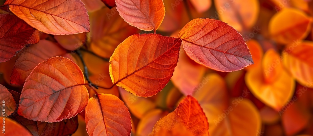 A close-up of vibrant orange leaves on a deciduous tree's twig, showcasing a beautiful display of tints and shades in a natural landscape setting.